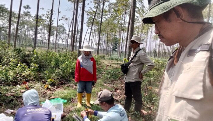 Tingkatkan Kualitas Benih Jabon Merah dan Putih, Perhutani Kediri Gandeng BRIN Lakukan Penelitian