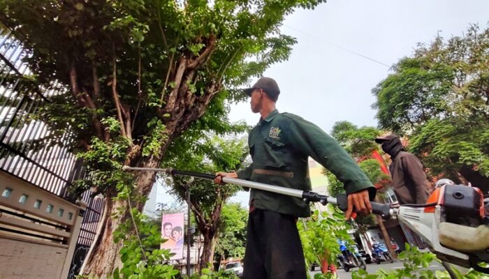 Minimalisir Pohon Tumbang, Pemkot Surabaya Setiap Hari Intensifkan Perantingan