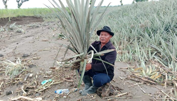 Di Terjang Banjir, Petani Nanas Asal Trisulo Kediri Merugi Ratusan Juta