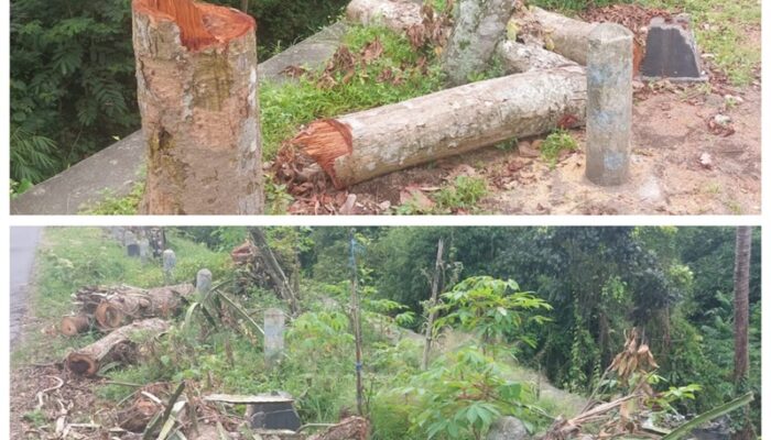 12 Pohon Lindung di Wates Kediri, Ditebang Orang Tak Dikenal