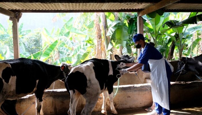 Pemkot Surabaya Waspadai dan Antisipasi Wabah Penyakit Mulut dan Kuku Hewan Sapi