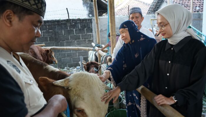 Wali Kota Kediri Serahkan Sapi Kurban Ke Masjid Al Khalid Kelurahan Semampir