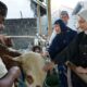 Wali Kota Kediri Serahkan Sapi Kurban Ke Masjid Al Khalid Kelurahan Semampir