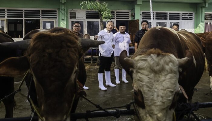 RPH Surabaya Siap Layani Kebutuhan Hewan Kurban Iduladha 1446 H dengan Jaminan Kesehatan