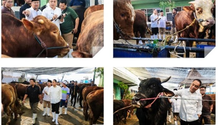 Pastikan Kesehatan Hewan Kurban, Wali Kota Eri Cahyadi Cek Sapi Presiden hingga RPH Surabaya