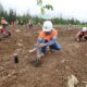 SIG Reklamasi 507 Hektare Lahan Tambang di Aceh