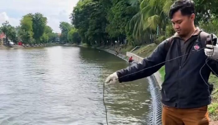 Ikan Bermunculan di Banyu Urip dan Kalimas, Ini Penjelasan Pemkot Surabaya!