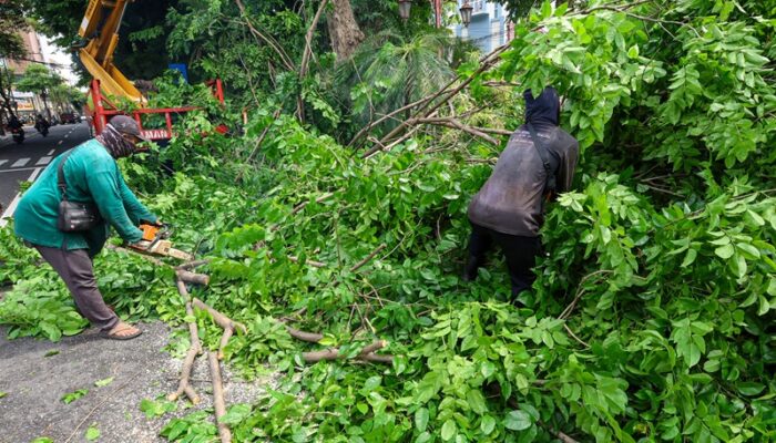 Waspada Angin Kencang, Pemkot Surabaya Gencarkan Perantingan hingga Peremajaan Pohon Tua