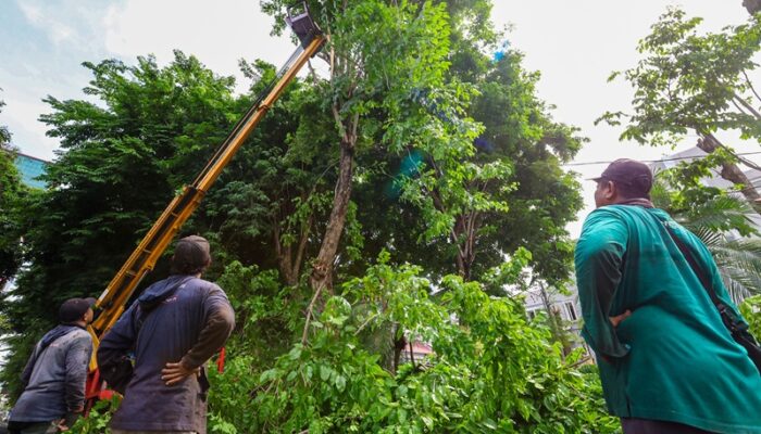 Pemkot Surabaya Siagakan Tujuh Rayon Taman Tangani Pohon Tumbang