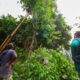 Pemkot Surabaya Siagakan Tujuh Rayon Taman Tangani Pohon Tumbang