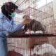 Jelang Lebaran 2026, Pemkot Surabaya Buka Layanan Titip Hewan Peliharaan di Puskeswan