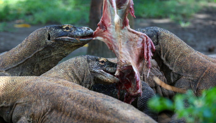 Breeding Satwa Berhasil, Koleksi Komodo Kebun Binatang Surabaya Tembus Lebih dari 50 Ekor