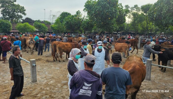 Pastikan Hewan Kurban Aman Dikonsumsi, Dinas Ketahanan Pangan dan Peternakan Kediri Intensifkan Pengawasan Pasar