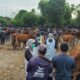 Pastikan Hewan Kurban Aman Dikonsumsi, Dinas Ketahanan Pangan dan Peternakan Kediri Intensifkan Pengawasan Pasar