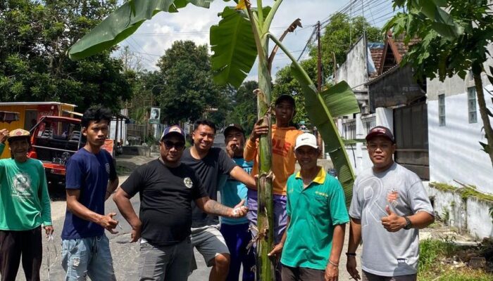 Kesal Jalan Tak Kunjung Diperbaiki, Warga Asmorobangun Tanam Pohon Pisang di Jalan Berlubang
