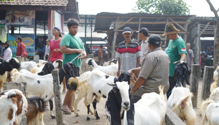 DKPP Kota Kediri Intensifkan Pemeriksaan Hewan Kurban, Temukan Kasus Scabies dan Penyakit Mata