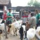 DKPP Kota Kediri Intensifkan Pemeriksaan Hewan Kurban, Temukan Kasus Scabies dan Penyakit Mata