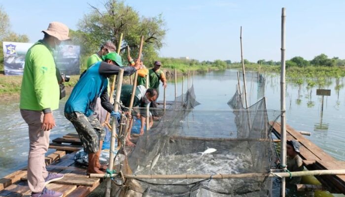 Gandeng DKPP, BRIDA Surabaya Kembangkan Sistem Silvofishery di Kawasan Tambak