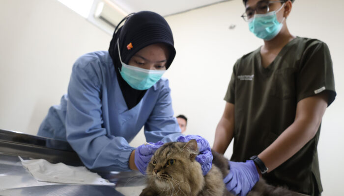 Sterilisasi Gratis Jadi Kado Ulang Tahun Surabaya ke-733, DKPP Siapkan Kuota 100 Kucing Lokal
