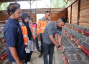 SIG Sulap Limbah Kelapa Jadi Pakan Ternak, Tekan Biaya Peternak hingga 60 Persen