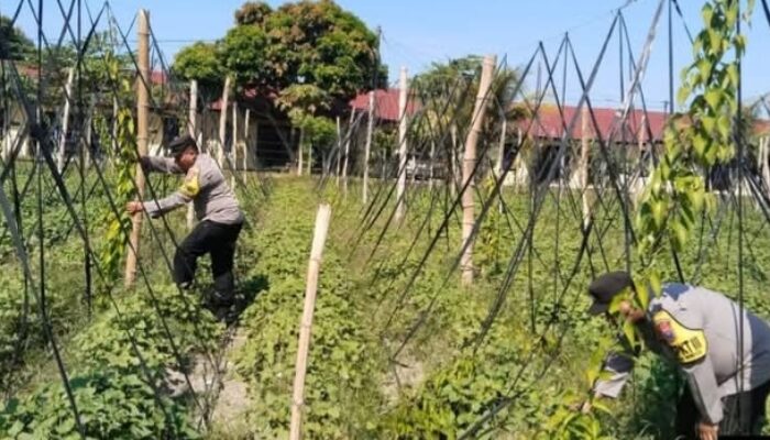 3.000 Bibit Uwi Ungu di Kediri Mulai Merambat, Program Ketahanan Pangan Polres Tunjukkan Hasil