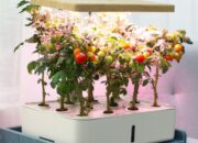 Urban Gardening Kian Diminati, AZKO Dorong Gaya Hidup Berkelanjutan dari Rumah