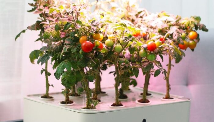 Urban Gardening Kian Diminati, AZKO Dorong Gaya Hidup Berkelanjutan dari Rumah